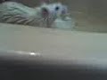 Rat Bath II Rat Bath II