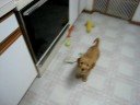 8 week goldendoodle playing 8 week goldendoodle playing