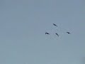 Short Duck Hunt