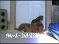 Vito the toller tricks at 16wks