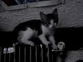 Meow charles hubert Meow charles hubert