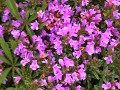 Velebitski planinarski put 2005 - spot no1 Velebitski planinarski put 2005 - spot no1