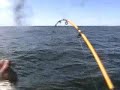 31 lbs salmon caught at nookta sound