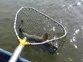 Catfish on light weight rod Catfish on light weight rod