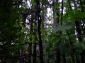 Skinners Butte