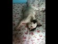 This is my bed. C'est mon lit