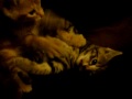 skc | extreme kitties