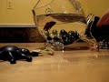 Pedro our Green Cheek Conure