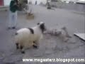 US Soldier vs Goat US Soldier vs Goat