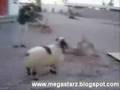 View Video