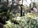 bttxiulet salto el brequindans