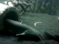 Silure en aquarium...