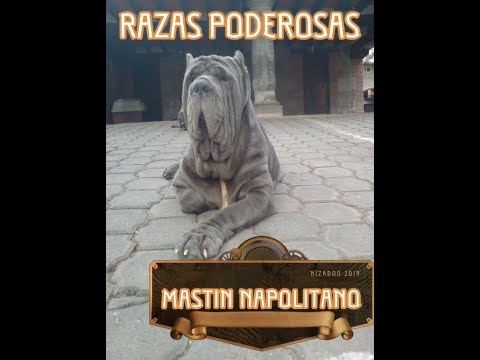 mastin napolitano