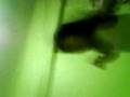 videos de Shaolin Wu Zhang haiiiiiiiiiiii!!!!