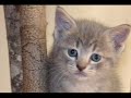 Warriors: RiverClan Cats Warriors: RiverClan Cats