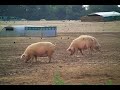 Down Home cover of Alabama