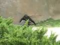 gorilla's at the zoo