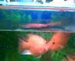 fish cium mulut weh...