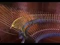 Ani - Acoustic Curver