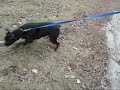 Chien Yoka