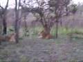 Leeuwen Krugerpark 