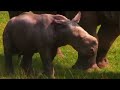 New arrival at Knowsley Safari Park