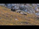 Grizzly Mom & Cubs with Mountain Goat Carcass Grizzly Mom & Cubs with Mountain Goat Carcass
