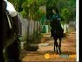 Caballos menorquines - Viajes a Menorca. MUCHOVIAJE.COM