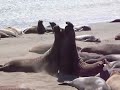 Elephant seals sparring on Highway 1