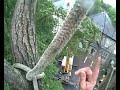 Dead Ash tree removal
