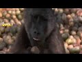 drunk-animals.html
