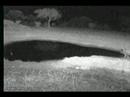 4.12.08 2.44am NK Rhino at the finger of the waterhole 4.12.08 2.44am NK Rhino at the finger of the waterhole