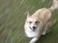 Frytka - crazy corgi :)