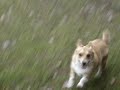 Frytka - crazy corgi :) Frytka - crazy corgi :)