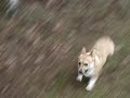 Frytka - crazy corgi :)