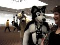 anthrocon 2009