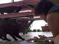 Pt.2-Feeding Stray Cat