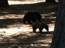 Mummy and baby black bear in Sequioa NP CA