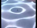 videos de Reportage Salon Environnement Mieux Vivre