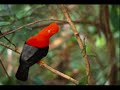 Beautiful Birds