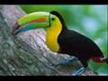 ���� ����� & Beautiful Birds