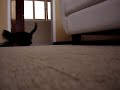 Gata Perseguidora