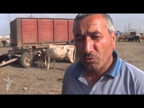 İmişlinin mal bazarında maşın qiymətinə camış satılır