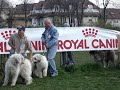 JUNIOR CLASS - MIORITIC SHEEPDOG FEMALES JUNIOR CLASS - MIORITIC SHEEPDOG FEMALES