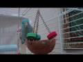 videos de spud-eating