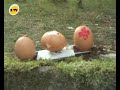 La guerre des oeufs
