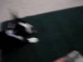 videos de Skeeter was a devil child