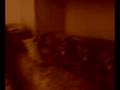videos de incubo di nonna.....