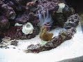 asharp13's 24 gallon Aquapod 10/09/09
