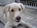 Lara - A Terrorista Lara - A Terrorista
